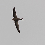 Pallid Swift  "Apus pallidus"